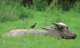 八哥最新爆料视频,揭秘娱乐圈惊人内幕！